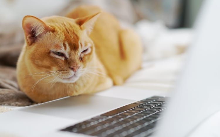 画像:新入社員が教えるExcelでもできる分析手法、回帰分析ってなに!?【重回帰分析編part1】
